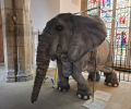 Elephant in the Room!